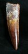 Gorgeous Spinosaurus Tooth #28153-3
